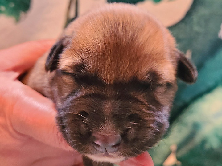 chinook puppy
